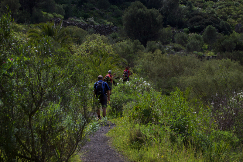 Wanderweg durch den Buschwald von Gran Canaria im Bandamakrater