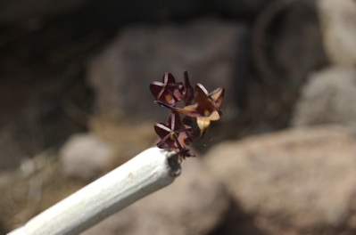 Rotbraune Leuchterblume, Ceropegia fusca Bolle