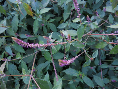 Fuchsschwanzgewächs, Sizilianische Spreublume (Achyranthes sicula)