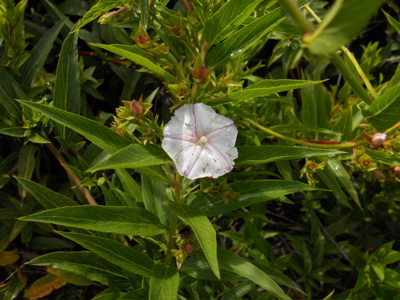 Drüsige Winde, Convolvulus glandulosus (Webb) Hall, Kanarische Pflanzen