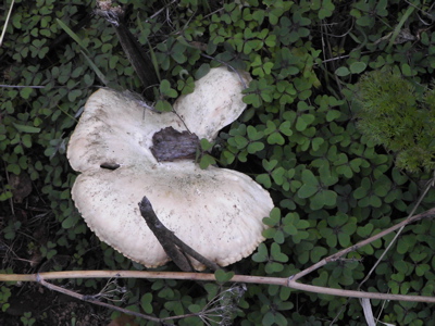 Bild eines Pilz auf Gran Canaria